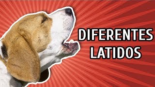 CACHORROS LATINDO COMO É O LATIDO DE CADA RAÇA [upl. by Ael239]