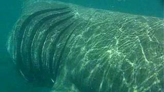 Basking shark up close [upl. by Ailelc]