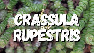 Crassula Rupestris Guia Completo Desta Suculenta [upl. by Asek]