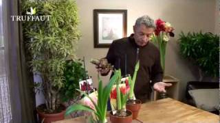 Comment faire fleurir un bulbe damaryllis   Truffaut [upl. by Nnalyrehs696]