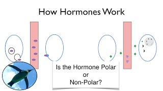 How Hormones Work An Easier Approach to Endocrinology [upl. by Thilde985]