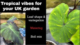 A Plant To Add Tropical Vibes To Your Garden  Colocasia Tropical Garden UK [upl. by Ennairda]