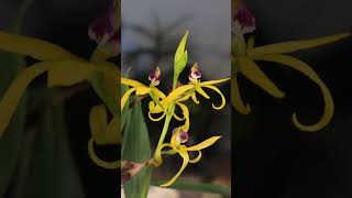 Family Matters  Prosthechea cochleata shorts orchids flowers [upl. by Resarf]