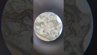 Human Skin Cells Under Microscope magnification microscope science shorts sciencelab [upl. by Ybrek642]