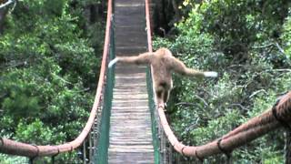 Gibbon on the Monkeyland bridge [upl. by Aidyn946]