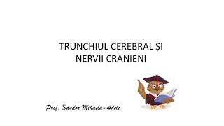 TRUNCHIUL CEREBRAL ȘI NERVII CRANIENI [upl. by Baer519]