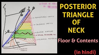 Anterior Triangles of The Neck  Boundaries  Subdivisions  Muscular amp Submental Triangles [upl. by Enomaj]