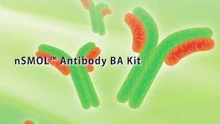 nSMOL Antibody BA Kit [upl. by Berkeley374]