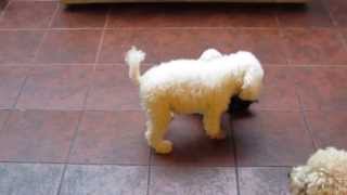 Caniche Toy Super divertidos [upl. by Teews312]