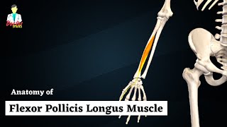 Flexor Pollicis Longus Muscle Anatomy  Deep Muscle of Anterior Forearm  Doctor Speaks [upl. by Littell]