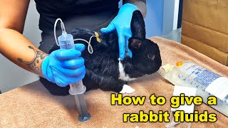 Brave Bunny Gets Lifesaving Fluids at the Hospital 💉  A Heartwarming Journey to Recovery [upl. by Anelrad]