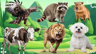 Wild Animal Sounds In Nature Buffalo Koala Bee Donkey Cat Lion  Animal Moments [upl. by Hyacinthia306]