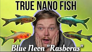 Meet the Smallest Fish You Can Keep Danionellas amp Sundadanios A Blue Neon Rasbora Care Guide [upl. by Naesar]