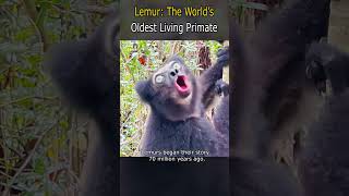 Lemur Madagascars Flagship Species [upl. by Claudio]