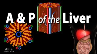 Anatomy and Physiology of the Liver Animation [upl. by Almeda21]