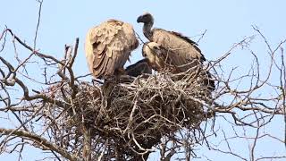 WhiteBacked Vulture Chick [upl. by Ennaihs]