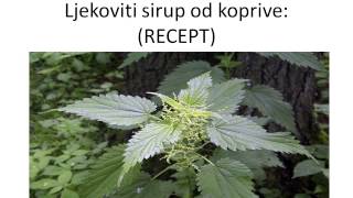 Ljekoviti sirup od koprive  RECEPT [upl. by Akere]