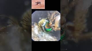 AP MICROSCOPE 52microscope video compoundmicroscope science biology howtumicroscopsatisfying [upl. by Ecirtnahs466]