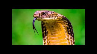 Documentario italiano Il fascino dei SERPENTI documentario animali 2016 [upl. by Aleacem]