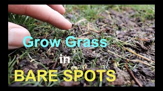 How to seed BARE SPOTS in your LAWN [upl. by Teevens]