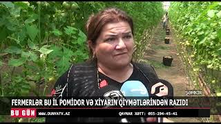 ŞƏMKİRDƏ FERMERLƏR BU İL POMİDOR VƏ XİYARIN QİYMƏTLƏRİNDƏN RAZIDI [upl. by Veator266]