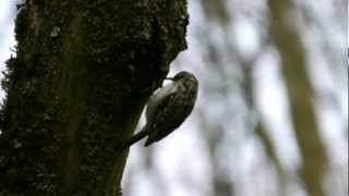 Eurasian Treecreeper or Common Treecreeper Certhia familiaris  Waldbaumläufer [upl. by Candice]