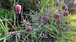 Fritillaria Meleagris  Snakes Head Fritillary  Review  How to Grow [upl. by Nekcarb818]