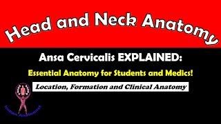 Ansa Cervicalis EXPLAINED Essential Anatomy for Students and Medics neetpg neet fmge usmle [upl. by Aneer598]