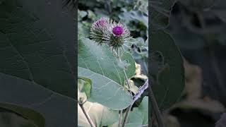 Plant burdock nature summer [upl. by Cowles507]