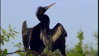 Anhinga  National Park Animals for Kids [upl. by Jacobson]