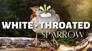 The Whitethroated Sparrow  Adorable Songster of the North [upl. by Esinaj]