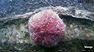 Port Ellen Islay Scotland  MS Spitsbergen  12th April 2024 [upl. by Mitch]