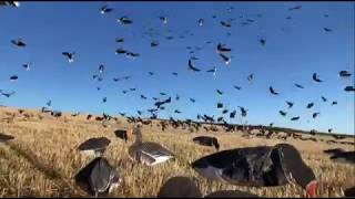 Goose Hunting in SCOTLAND PinkFooted Geese are AWESOME [upl. by Puna]