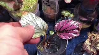 How Lighting Affects Rex Begonia Propagation [upl. by Yelime]