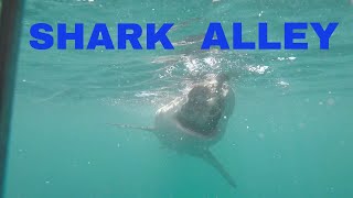 GoPro Cage Diving in Gansbaai South Africa Shark Alley [upl. by Airemaj]