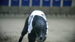 Greyhounds in Motion [upl. by Piselli]