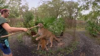 Cougars Getting Treats In 360 [upl. by Suivatna674]