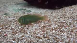 Green coral goby or clown goby Gobiodon atrangulatus [upl. by Nirual]