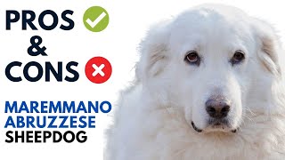 MaremmanoAbruzzese Sheepdog Pros and Cons  Maremma Sheepdog Advantages and Disadvantages [upl. by Joerg]