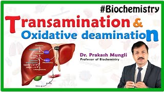 Transamination and oxidative deamination Animation  Biochemistry by Dr Prakash Mungli [upl. by Nyrrad]