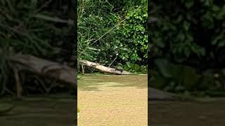 Terrapin on a log  Sankey canal [upl. by Namrej833]