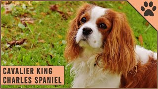 Cavalier King Charles Spaniel  Dog Breed Information [upl. by Tterb352]