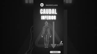 Caudal inferior Regiones anatómicas radiologia regionesanatomicas caudalinferior [upl. by Nitsyrk541]