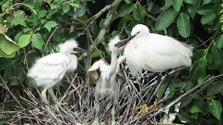 1130507 The little egret parent feeding the chicks at PinLin [upl. by Sirrot122]