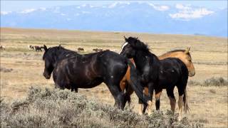 Wild Stallions fighting 2 [upl. by Hoem745]