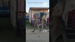 Kangaroos go headtohead at Australian mobile home park [upl. by Peyton]