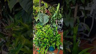 🤩Mi esposo madruga a regar las plantas del patio trasero las tiene muy bonitas artemodayplantas [upl. by Ilatan]