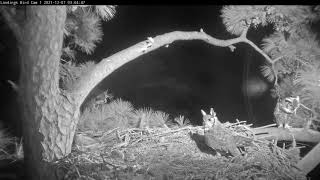 Great Horned Owls Court And Mate At Savannah Nest Site – Dec 7 2021 [upl. by Gerdy]