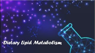 Dietary Lipid Metabolism  Chapter 15 Lippincott [upl. by Laurella]