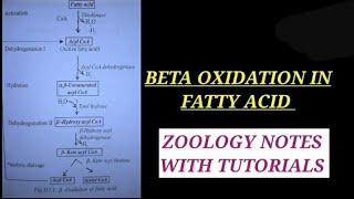 BETA OXIDATION OF FATTY ACID IN HINDI betaoxidation bsc2ndyearzoology enzyme zoology bsczoology [upl. by Aeneas881]